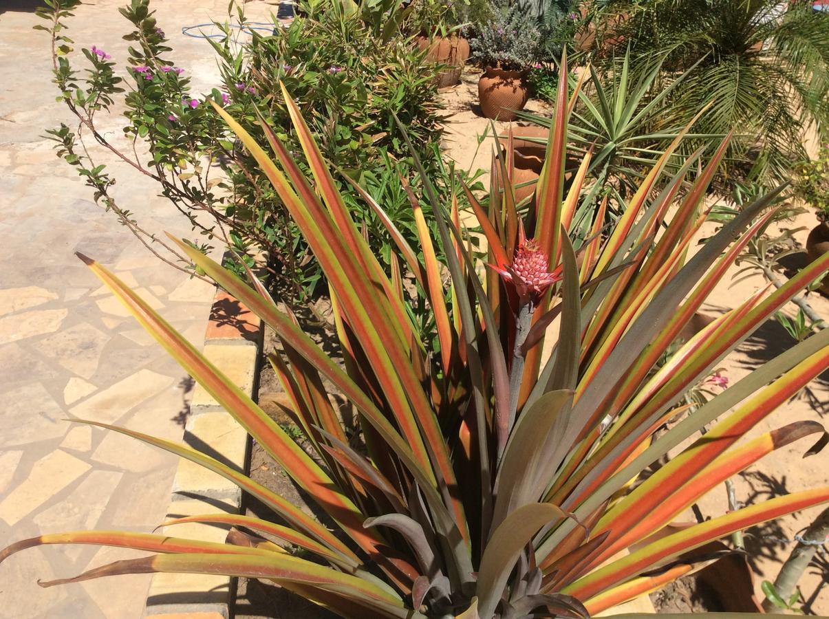 Casa Do Jardim Bed & Breakfast Canoa Quebrada Exterior foto